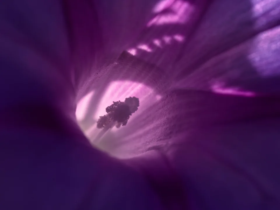 Light passing through the purple interior of a flower, silhouetting its central structures.